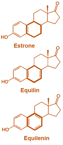 Mechanism of Estrogen Mediated Carcinogenesis